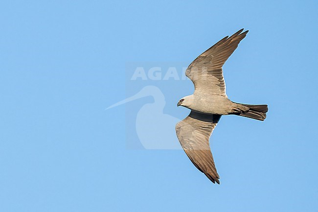 Adult 
Galveston Co., TX
April 2023 stock-image by Agami/Brian E Small,