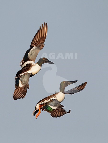 Mannetjes Slobeend vechtend in de vlucht; Male Northern Shovelers fighting in flight stock-image by Agami/Markus Varesvuo,