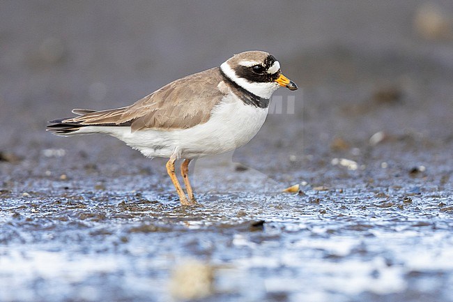 Common Ringed Plover (Charadius hiaticula psammodromus), side view of an adult standing on the ground, Western Region, Iceland stock-image by Agami/Saverio Gatto,