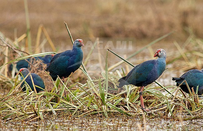 Few Grey-headed Swamphens (Porphyrio poliocephalus poliocephalus) standing in wetland in Asia. stock-image by Agami/Marc Guyt,