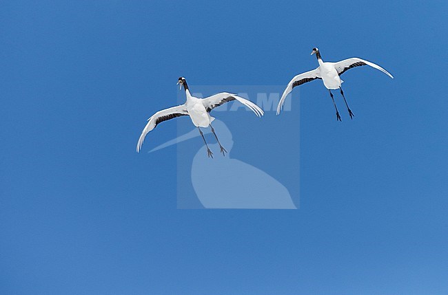 Chinese Kraanvogel vliegend, Red-crowned Crane flying stock-image by Agami/Markus Varesvuo,