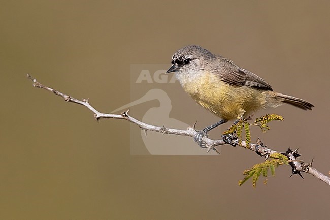 Cape Penduline Tit (Anthoscopus minutus) perched on a branch in Angola. stock-image by Agami/Dubi Shapiro,