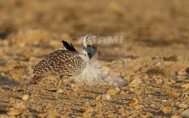 Houbara Bustard (Chlamydotis undulata fuertaventurae) at Tindaya Plains, Fuerteventura, Canary Islands stock-image by Agami/Helge Sorensen,