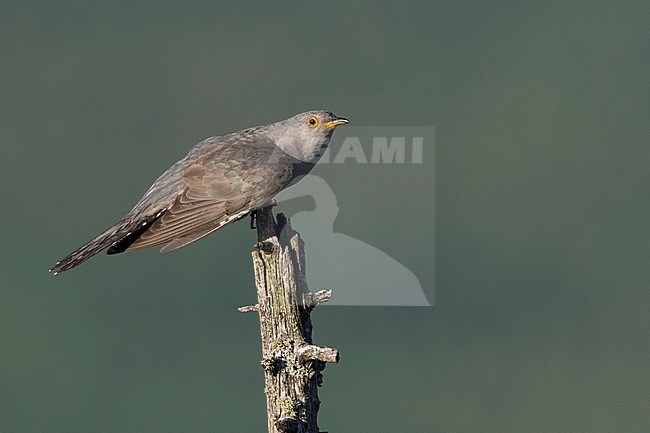 Oriental Cuckoo - Hopfkuckuck - Cuculus saturatus ssp. optatus, Russia (Ural), adult, male stock-image by Agami/Ralph Martin,