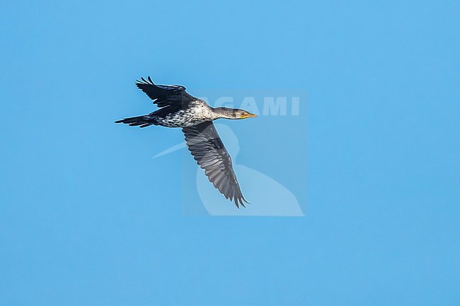Long-tailed Cormorant (Microcarbo africanus africanus) aka Reed Cormorant flying over Iwik beach in Banc d'Arguin, Mauritania. stock-image by Agami/Vincent Legrand,