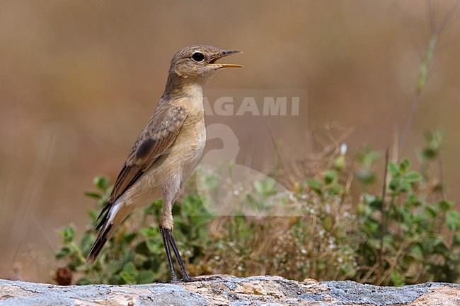 Izabeltapuit staand; Isabelline Wheatear perched stock-image by Agami/Daniele Occhiato,