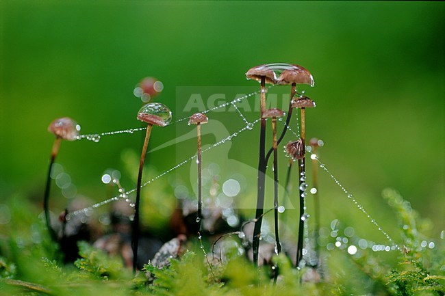 Paddestoel met spinnenrag; Mushroom with cobwebs stock-image by Agami/Bence Mate,