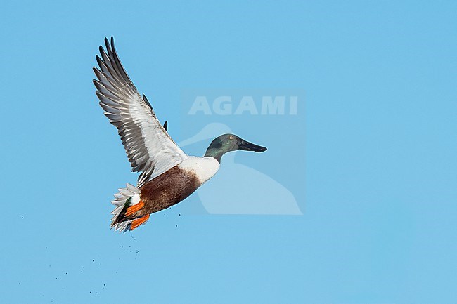 Adult male
Colusa Co., CA
January 2023 stock-image by Agami/Brian E Small,