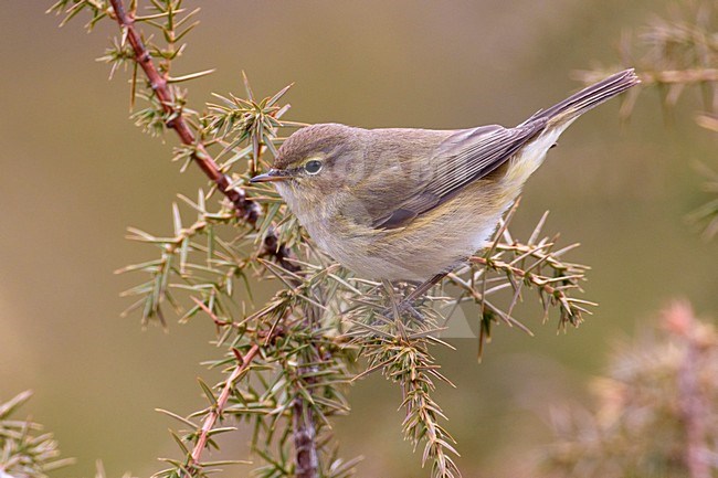 Tjiftjaf zittend op een atk; Common Chiffchaff perched on a branch stock-image by Agami/Daniele Occhiato,