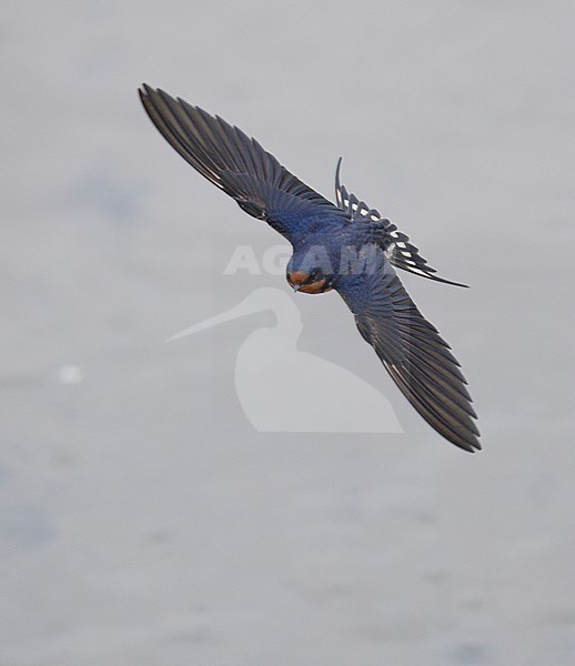 Boerenzwaluw ssp erythrogaster, Barn Swallow ssp erythrogaster stock-image by Agami/Mike Danzenbaker,