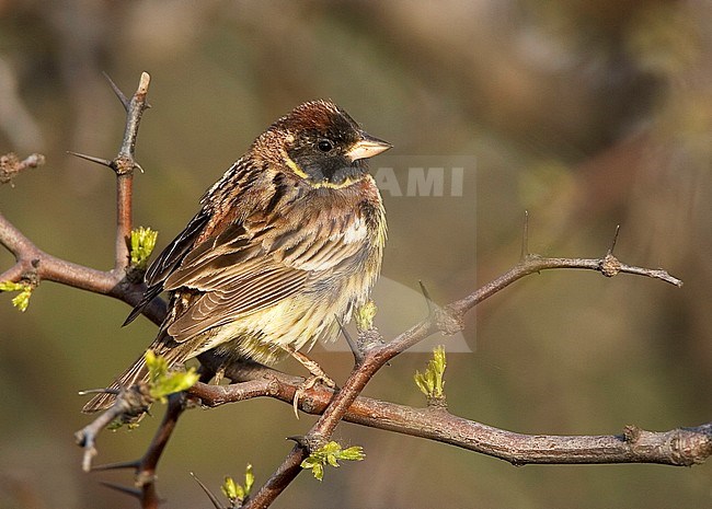  stock-image by Agami/Bas van den Boogaard,