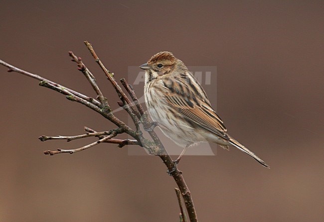 Vrouwtje Rietgors, Female Common Reed Bunting stock-image by Agami/Chris van Rijswijk,
