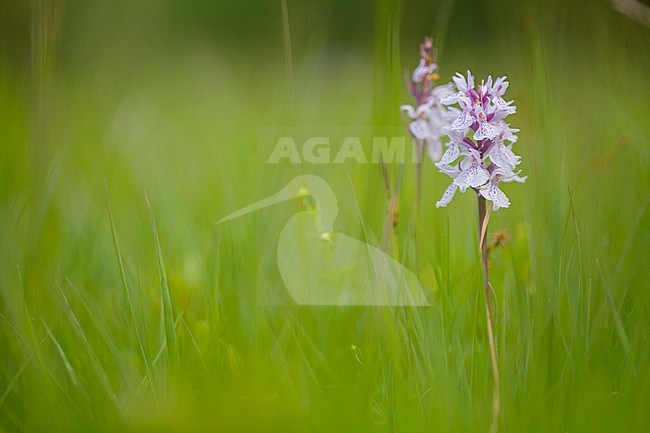 Gewone rietorchis, southern marsh orchid stock-image by Agami/Wil Leurs,