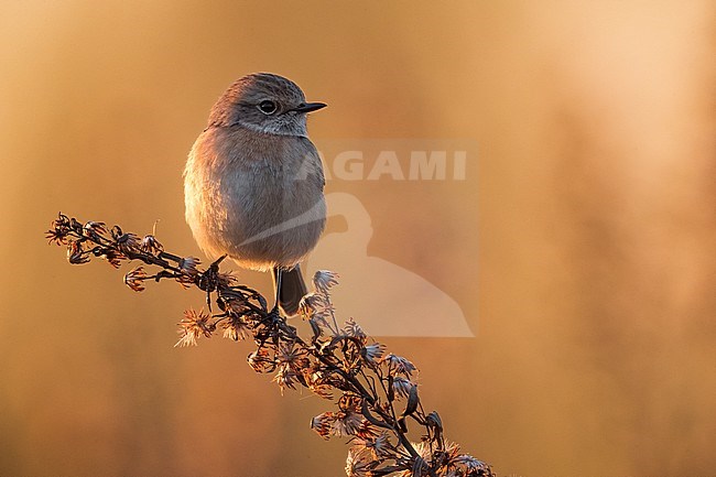 Vrouwtje Roodborsttapuit; Female European Stonechat stock-image by Agami/Daniele Occhiato,