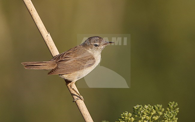 African Reed Warbler, Acrocephalus baeticatus ambiguus, Laguna de Taray, Castilla-La Mancha, Spain stock-image by Agami/Helge Sorensen,