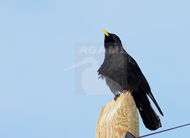 Alpenkauw; Alpine Chough stock-image by Agami/Markus Varesvuo,