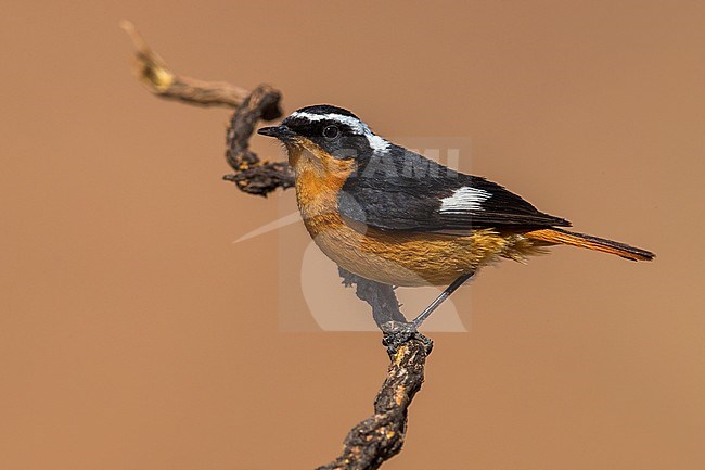 Moussier's Redstart (Phoenicurus moussieri) male perched on a branch stock-image by Agami/Daniele Occhiato,