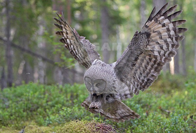 Laplanduil landend; Great Grey Owl landing stock-image by Agami/Jari Peltomäki,