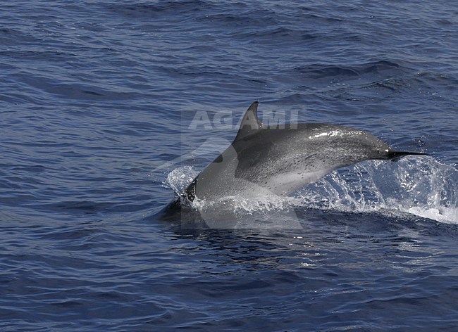 Atlantische Gevlekte Dolfijnen bij Madeira; Atlantic Spotted Dolphins off Madeira stock-image by Agami/Menno van Duijn,