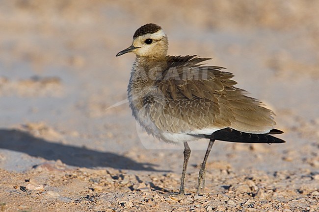 Immature Sociable Lapwing (Vanellus gregarius) stock-image by Agami/Daniele Occhiato,