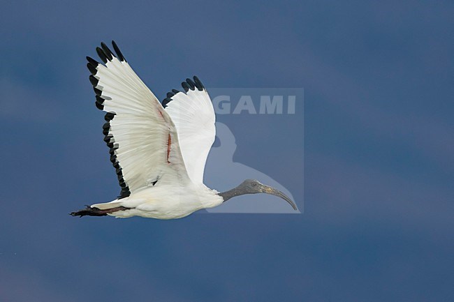 Heilige Ibis in vlucht; Sacred Ibis in flight stock-image by Agami/Daniele Occhiato,