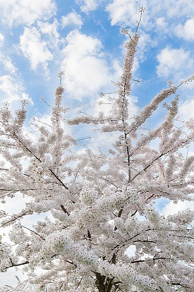 Flowering Prunus tree against cloudy sky in spring stock-image by Agami/Caroline Piek,