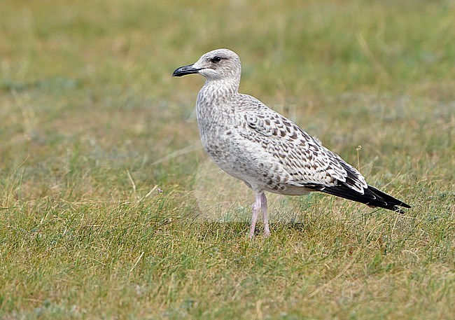 First-winter Mongolian Gull (Larus vegae mongolicus) during autumn migration in Mongolia. Subspecies of Vega Gull. stock-image by Agami/Dani Lopez-Velasco,