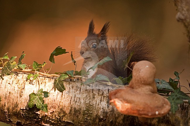 Rode Eekhoorn in de tuin; Red Squirrel in the garden stock-image by Agami/Han Bouwmeester,