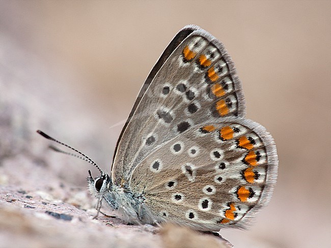 Icarusblauwtje / Common Blue (Polyommatus icarus) stock-image by Agami/Wil Leurs,