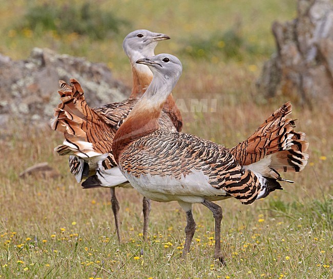 Mannetjes van de Grote trap; Male Great Bustards stock-image by Agami/Markus Varesvuo,