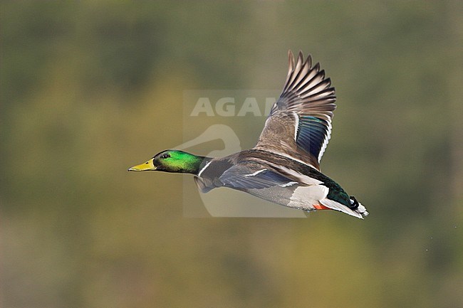 Mallard duck  (Anas platyrhynchos) flying in Victoria, BC, Canada. stock-image by Agami/Glenn Bartley,