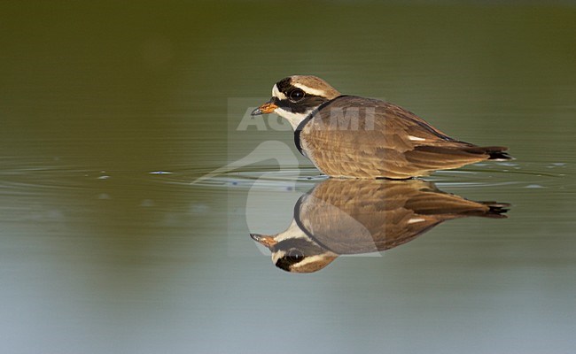 Volwassen Bontbekplevier; Adult Common Ringed Plover stock-image by Agami/Markus Varesvuo,
