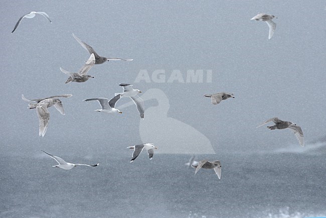 Onvolwassen Grote Burgemeester in vlucht; Juvenile Glaucous Gull in flight stock-image by Agami/Jari Peltomäki,