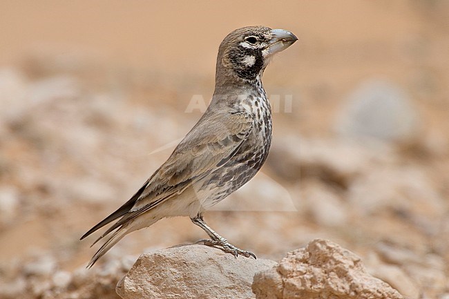 Diksnavelleeuwerik, Thick-billed Lark, Ramphocoris clotbey stock-image by Agami/Daniele Occhiato,