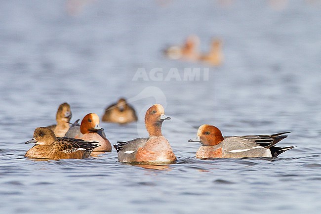 Smient, Eurasian Wigeon, Anas penelope wintering birds on lake during frost period stock-image by Agami/Menno van Duijn,