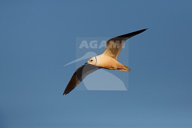 Adult Ross's Gull (Rhodostethia rosea) in summer plumage at a breeding colony in the Indigirka delta on the tundra of Siberia, Russia. stock-image by Agami/Chris van Rijswijk,