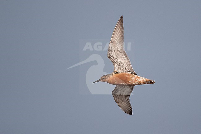 Adult Red Knot (Calidris canutus) in flight during migration at Blåvandshuk, Denmark stock-image by Agami/Helge Sorensen,