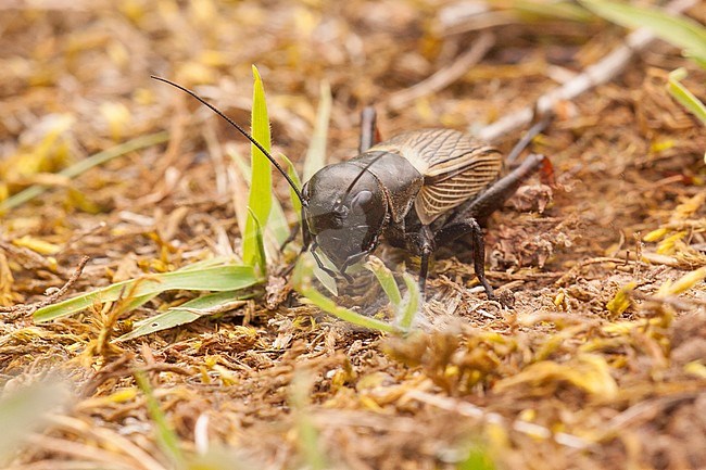 Field cricket; Gryllus campestris stock-image by Agami/Theo Douma,