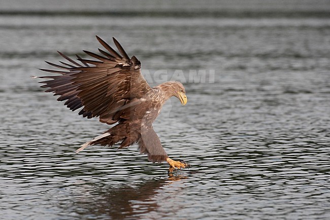 Zeearend adult jagend; White-tailed Eagle adult hunting stock-image by Agami/Han Bouwmeester,