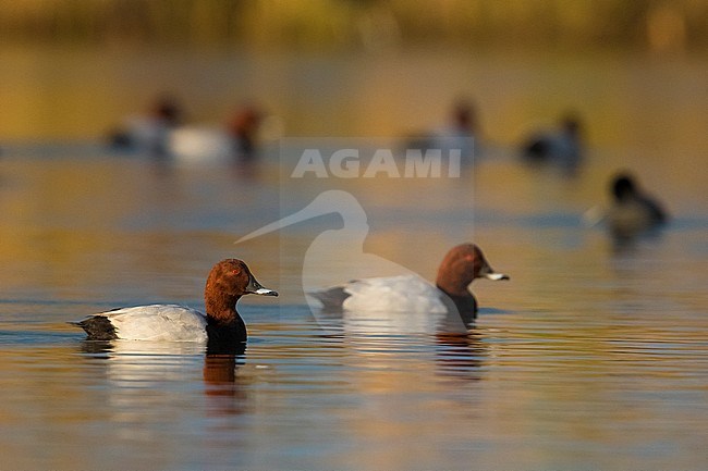 Common Pochard (Aythya ferina) male swimming stock-image by Agami/Daniele Occhiato,