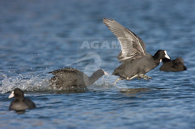 Meerkoet vechtend, Eurasian Coot fighting stock-image by Agami/Ran Schols,