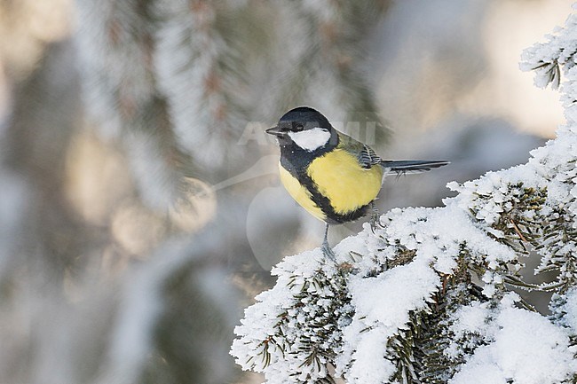 Great Tit - Kohlmeise - Parus major ssp. major, Germany, adult male stock-image by Agami/Ralph Martin,
