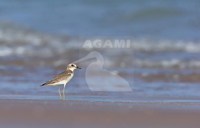 Woestijnplevier, Greater Sand Plover, Charadrius leschenaultii stock-image by Agami/Georgina Steytler,