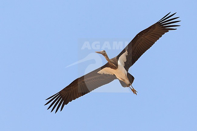 Juveniele Zwarte Ooievaar in de vlucht; Juvenile Black Stork in flight stock-image by Agami/Daniele Occhiato,