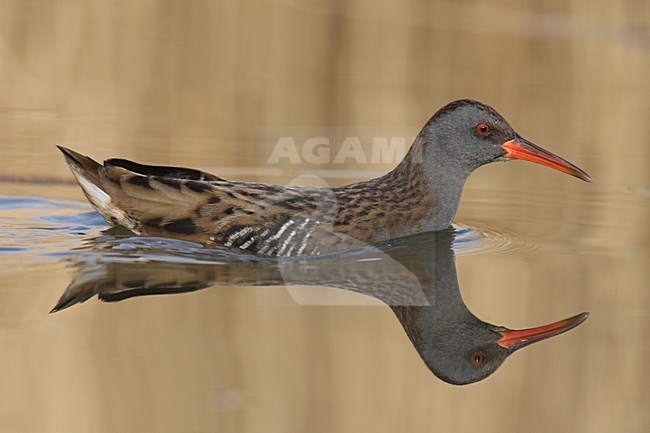 Zwemmende Waterral in de winter; Swimming Water Rail in winter stock-image by Agami/Chris van Rijswijk,