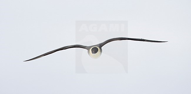 Kleinste Jager in vlucht; Long-tailed Skua in flight stock-image by Agami/Markus Varesvuo,