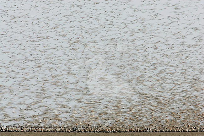 Steltlopers Waddenzee, Waders Waddensea stock-image by Agami/Menno van Duijn,