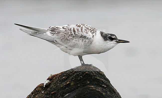 Juvenile Sandwich Tern (Thalasseus sandvicensis) with iron ring standing on a coastal rock at Nivå Bugt, Denmark. Stretching its back. stock-image by Agami/Helge Sorensen,