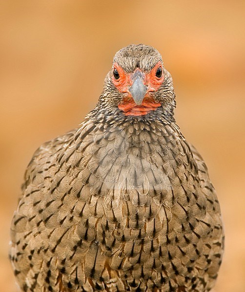 Swainson's Spurfowl (Pternistis swainsonii) sitting on top of a dry bush in South Africa. Perched against a brown natural background. Looking straight into the camera. stock-image by Agami/Marc Guyt,