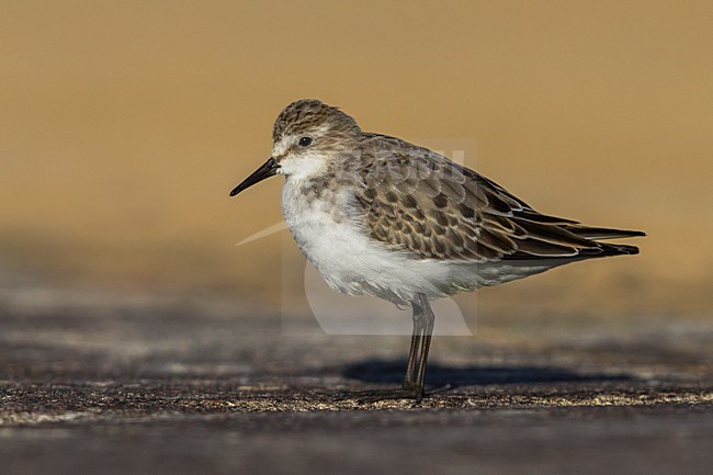 Kleine Strandloper in winterkleed; Little Stint in winterplumage stock-image by Agami/Daniele Occhiato,